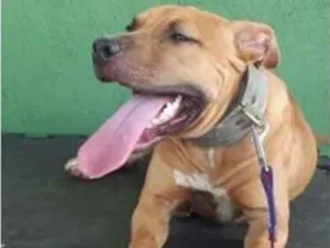 Cachorro raça pitbull idade 7 a 11 meses nome Kelvin