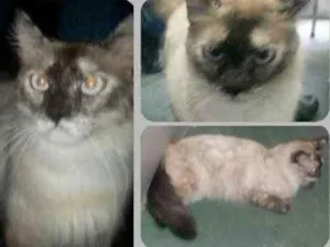 Gato raça srd idade 1 ano nome Alana