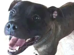 Cachorro raça pitbull idade 1 ano nome Will