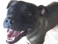 Cachorro ra a pitbull idade 1 ano nome Will