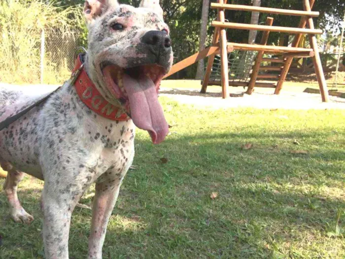 Cachorro ra a pitbull idade 5 anos nome Orlando