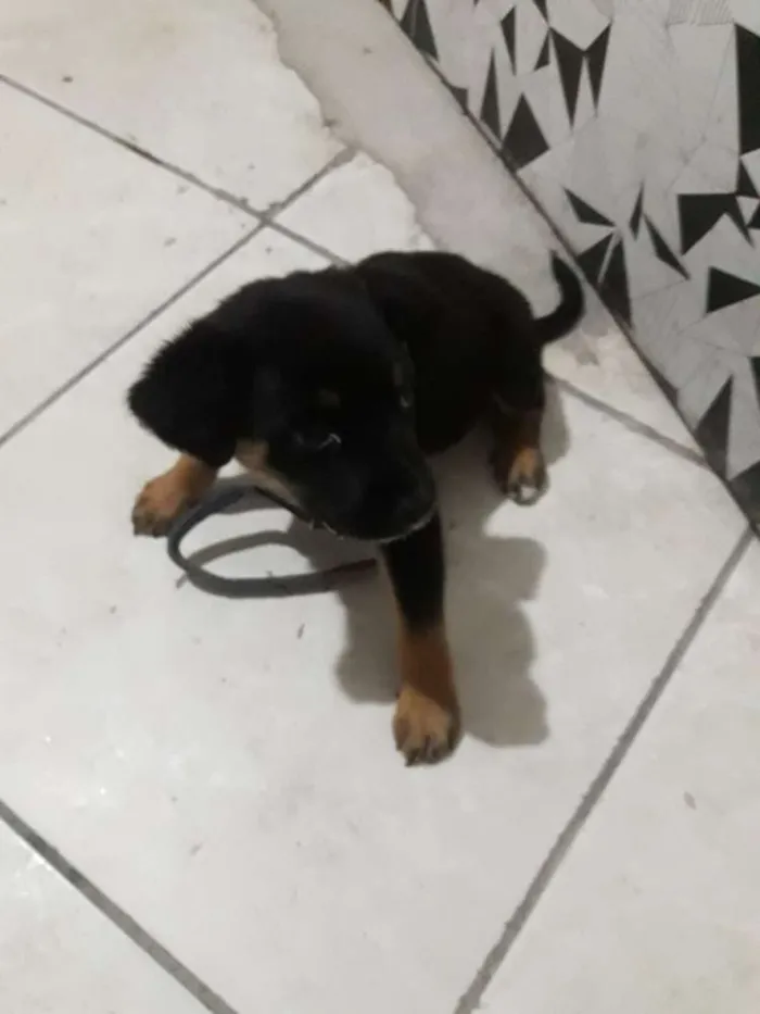 Cachorro ra a Não sei idade Abaixo de 2 meses nome Lilika