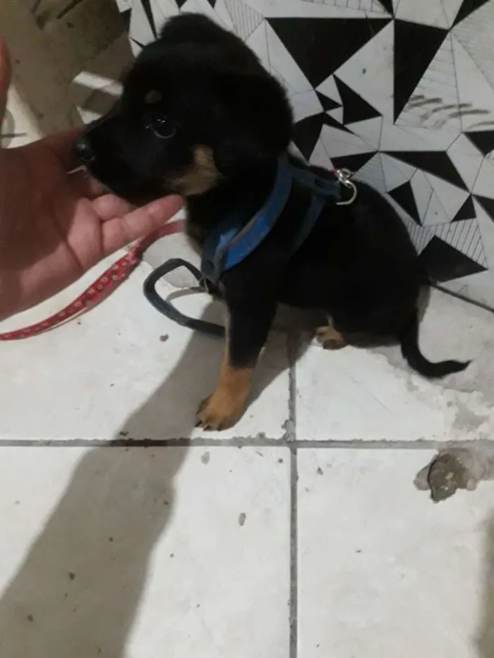 Cachorro ra a Não sei idade Abaixo de 2 meses nome Lilika