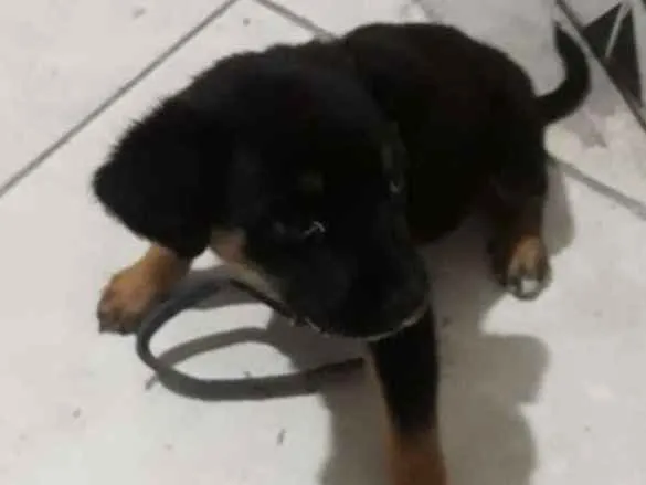 Cachorro ra a Não sei idade Abaixo de 2 meses nome Lilika