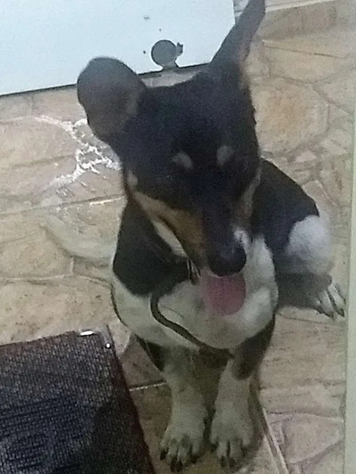 Cachorro raça Indefinido idade 1 ano nome Nick