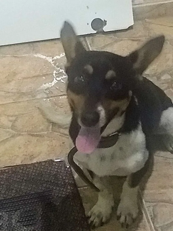 Cachorro raça Indefinido idade 1 ano nome Nick