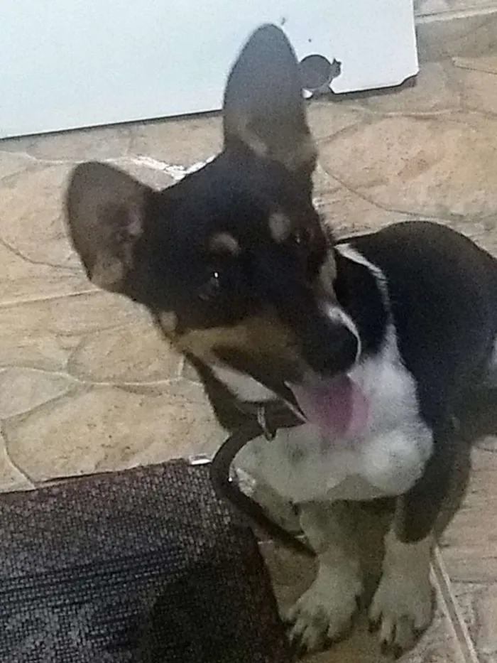 Cachorro raça Indefinido idade 1 ano nome Nick