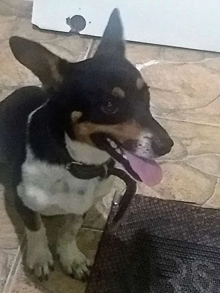 Cachorro raça Indefinido idade 1 ano nome Nick