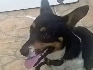 Cachorro raça Indefinido idade 1 ano nome Nick