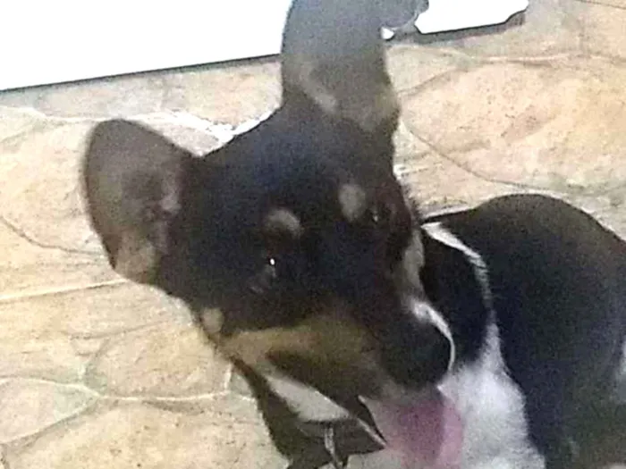 Cachorro raça Indefinido idade 1 ano nome Nick