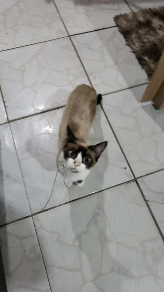 Gato ra a Sem raça definida  idade 1 ano nome Sabrina