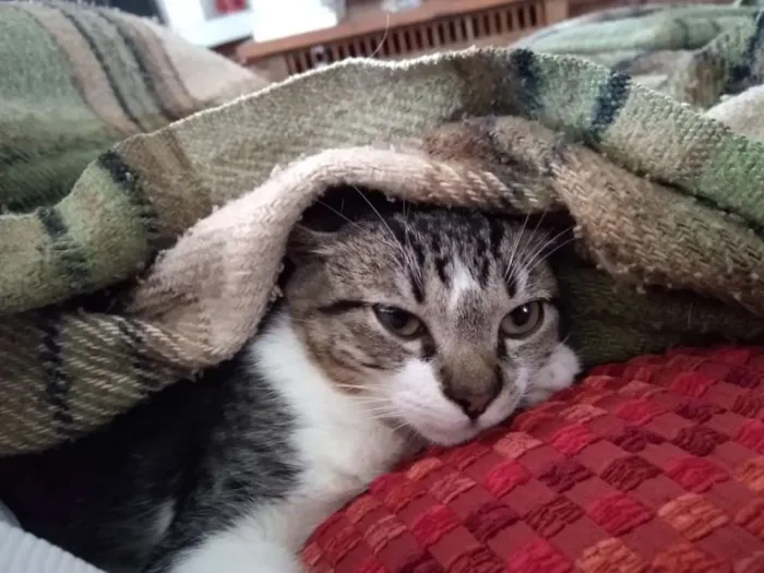 Gato ra a srd idade 2 a 6 meses nome à escolher