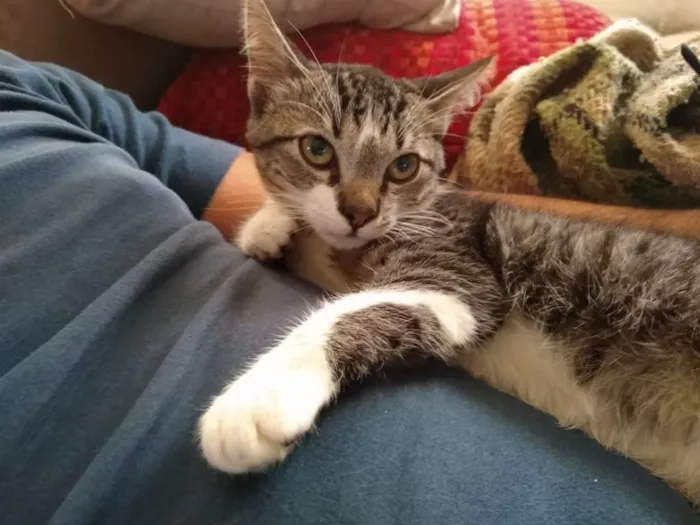 Gato ra a srd idade 2 a 6 meses nome à escolher