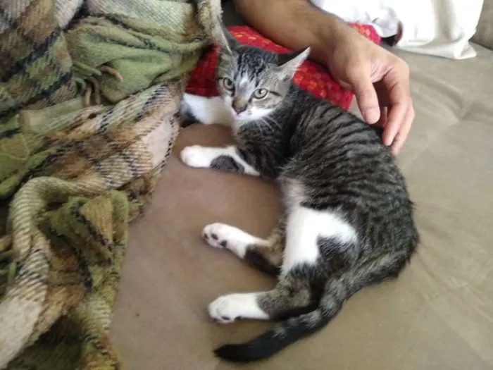 Gato ra a srd idade 2 a 6 meses nome à escolher