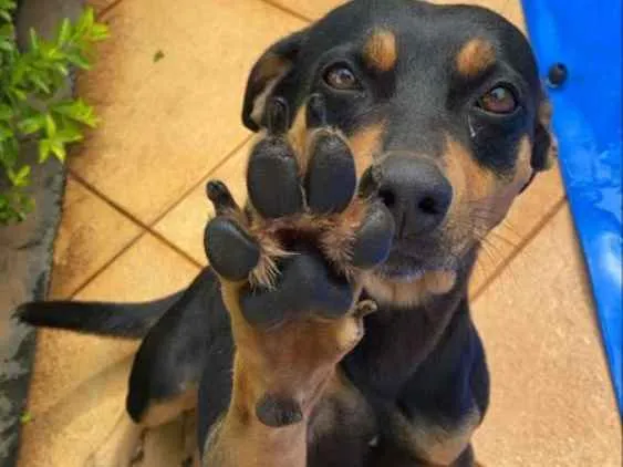 Cachorro raça Mestiça idade 6 ou mais anos nome Lola
