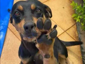 Cachorro raça Mestiça idade 6 ou mais anos nome Lola