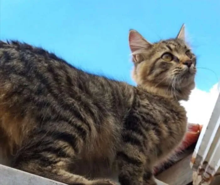 Gato ra a SRD idade 2 a 6 meses nome Sem nome 