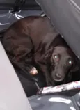 Cacau 