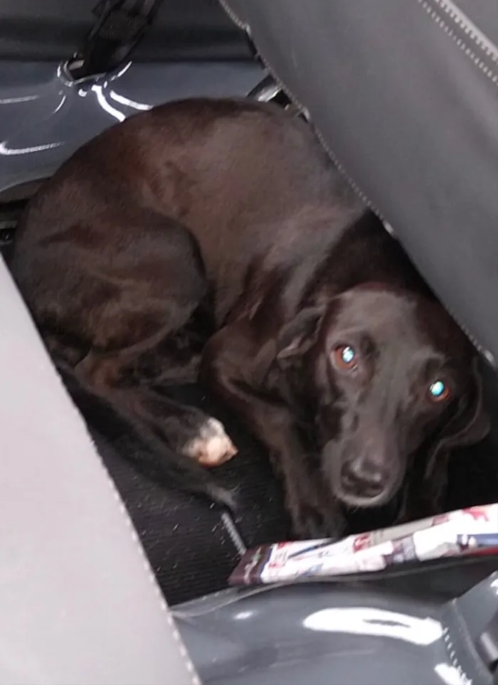 Cachorro ra a SRD idade 1 ano nome Cacau 