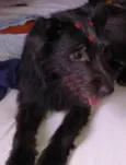 Pretinha 