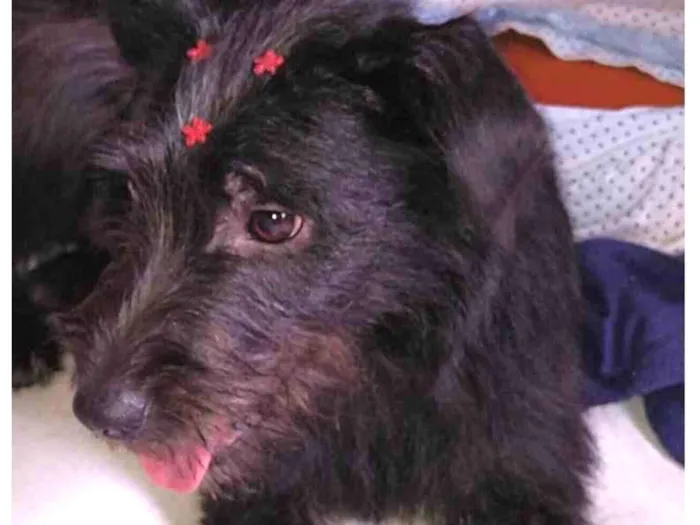 Cachorro ra a SRD idade 7 a 11 meses nome Pretinha 