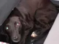 Cacau 