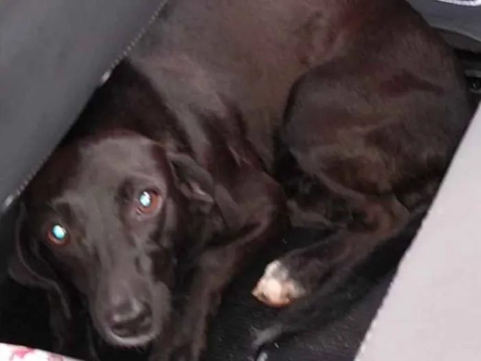 Cachorro ra a SRD idade 1 ano nome Cacau 