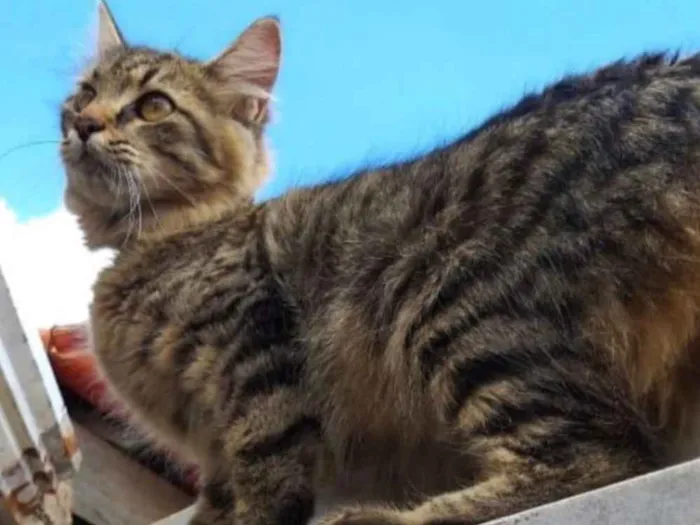 Gato ra a SRD idade 2 a 6 meses nome Sem nome 