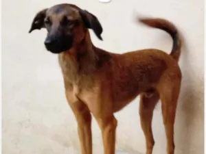 Cachorro raça Srd idade 1 ano nome Zeca
