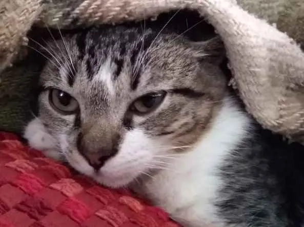 Gato ra a srd idade 2 a 6 meses nome à escolher