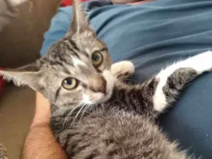 Gato raça srd idade 2 a 6 meses nome à escolher