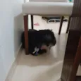Nina