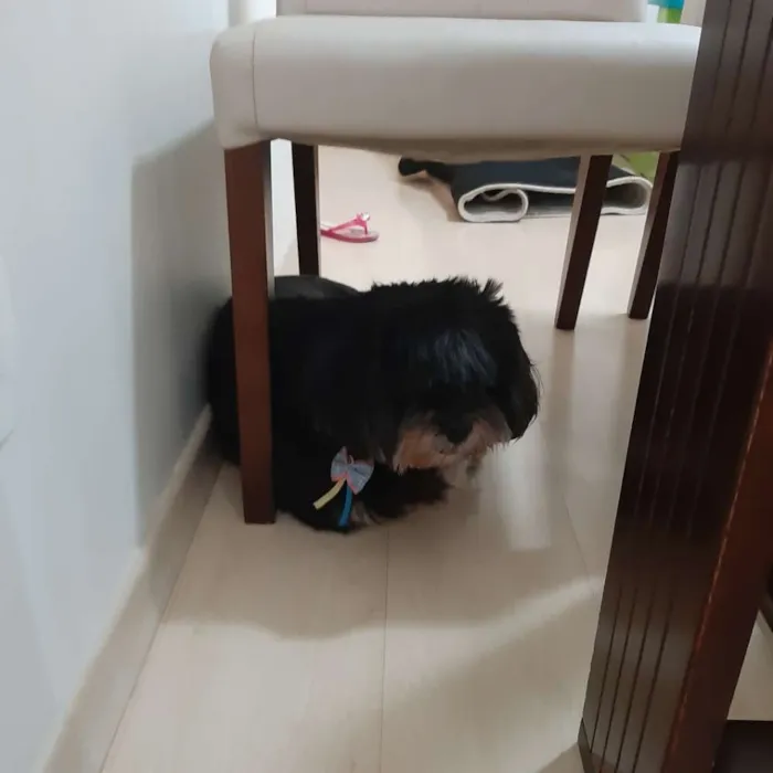 Cachorro ra a Lhasa apso idade 6 ou mais anos nome Nina