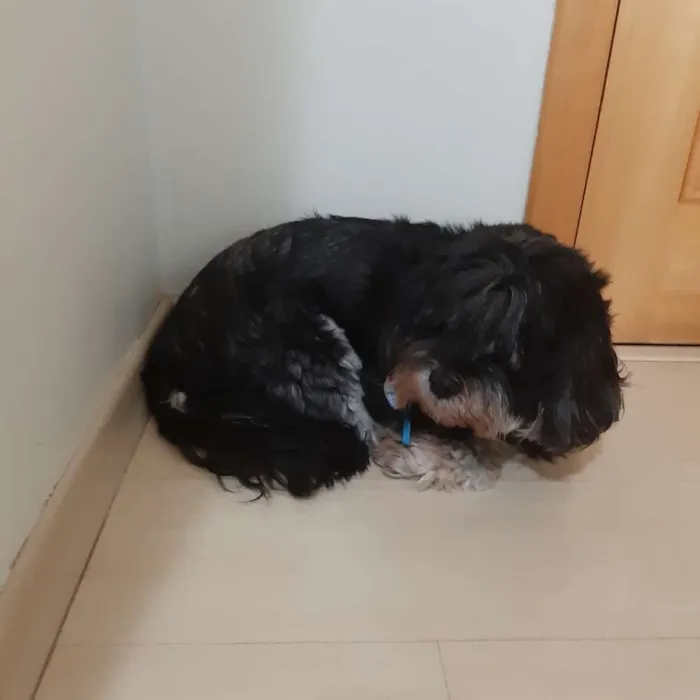 Cachorro ra a Lhasa apso idade 6 ou mais anos nome Nina