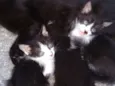 Bebês