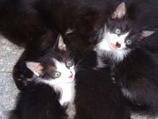 Gato raça  idade 2 a 6 meses nome Bebês