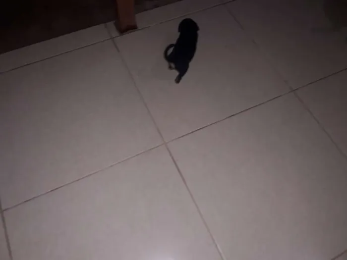 Cachorro raça Misturado idade Abaixo de 2 meses nome Nao tem nome 