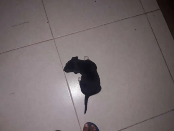 Cachorro raça Misturado idade Abaixo de 2 meses nome Nao tem nome 