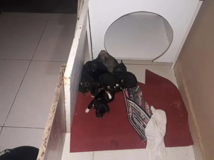 Cachorro raça Misturado idade Abaixo de 2 meses nome Nao tem nome 