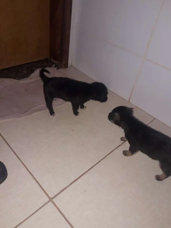 Cachorro raça Misturado idade Abaixo de 2 meses nome Nao tem nome 