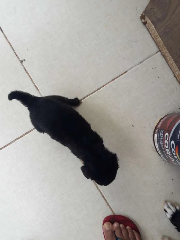 Cachorro raça Misturado idade Abaixo de 2 meses nome Nao tem nome 