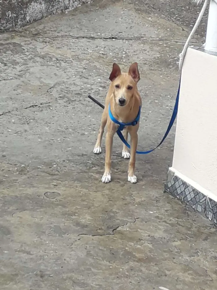 Cachorro raça Vira lata idade 2 a 6 meses nome Scoob 