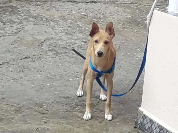 Cachorro raça Vira lata idade 2 a 6 meses nome Scoob 
