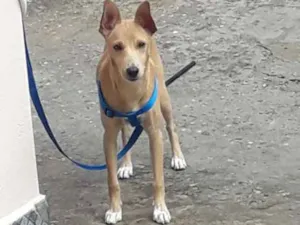 Cachorro raça Vira lata idade 2 a 6 meses nome Scoob 