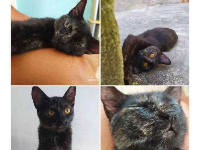 Gato raça SRD idade 2 a 6 meses nome Zury