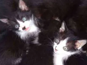 Gato raça  idade 2 a 6 meses nome Bebês