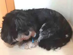 Cachorro raça Lhasa apso idade 6 ou mais anos nome Nina