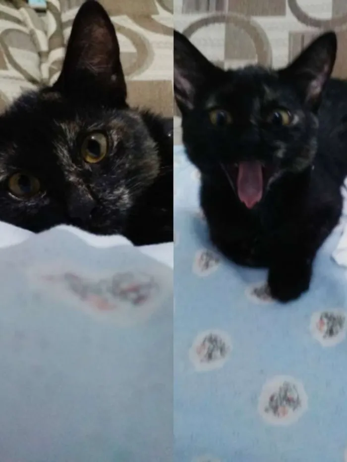 Gato raça SRD idade 2 a 6 meses nome Zury