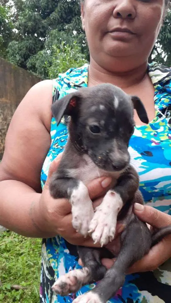 Cachorro raça Vira-lata  idade 2 a 6 meses nome Frozen,Ana,esmigou,e