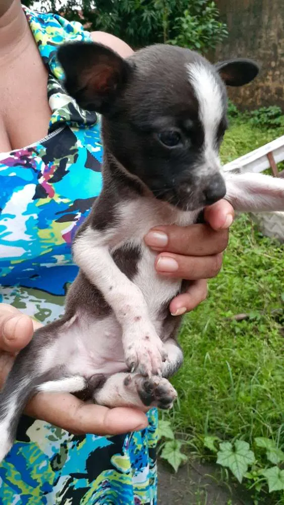 Cachorro raça Vira-lata  idade 2 a 6 meses nome Frozen,Ana,esmigou,e